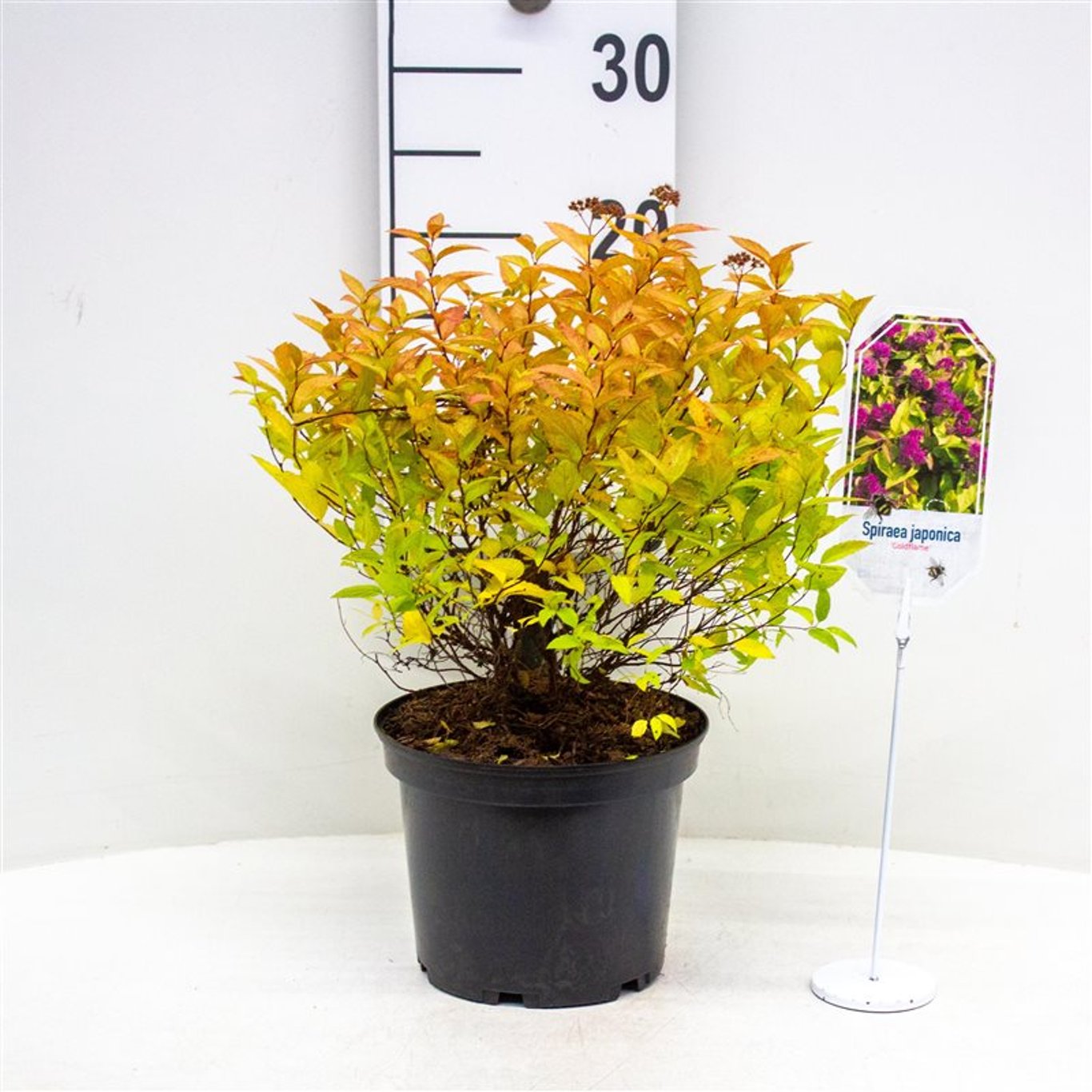 Spiraea jap. 'Goldflame' - C3 30-40 CM